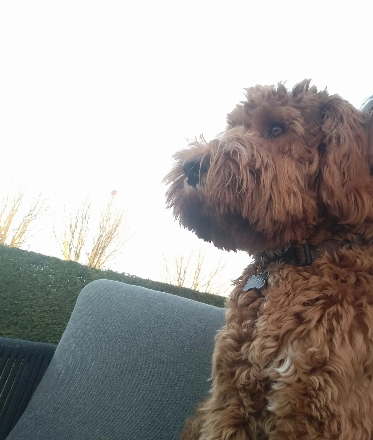 Therapiehond Gust, een Australian Cobberdog